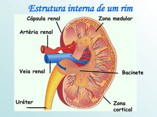 Bacinete Artéria renal Veia renal Uréter Zona cortical Cápsula renal Zona medular Estrutura interna de um rim 