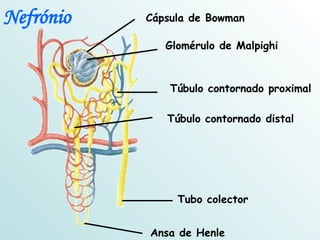 Cápsula de Bowman Glomérulo de Malpighi Túbulo contornado proximal Túbulo contornado distal Tubo colector Ansa de Henle Nefrónio 