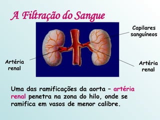 A Filtração do Sangue Uma das ramificações da aorta –  artéria renal  penetra na zona do hilo, onde se ramifica em vasos de menor calibre.  Artéria renal Artéria renal Capilares sanguíneos 