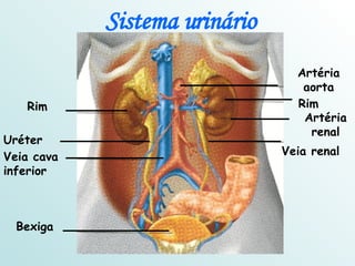 Sistema urinário Bexiga Rim Uréter Veia cava inferior Artéria renal Rim Artéria aorta Veia renal 