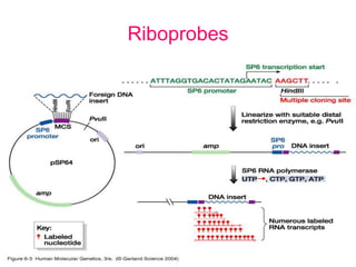 Riboprobes
 