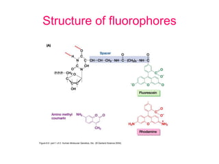Structure of fluorophores
 