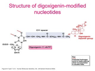 Structure of digoxigenin-modified
nucleotides
 