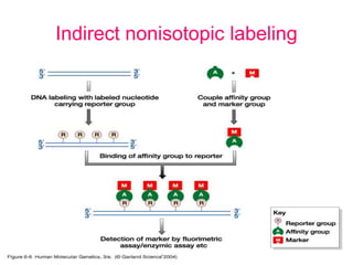Indirect nonisotopic labeling
 