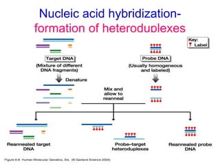 Nucleic acid hybridization-
formation of heteroduplexes
 