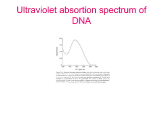 Ultraviolet absortion spectrum of
DNA
 