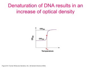 Denaturation of DNA results in an
increase of optical density
 