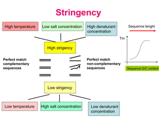 Stringency
High temperature Low salt concentration High denaturant
concentration
High strigency
Low strigency
Low temperature
Sequence G/C content
Sequence lenght
Tm
Low denaturant
concentration
High salt concentration
Perfect match
complementary
sequences
Perfect match
non-complementary
sequences
 