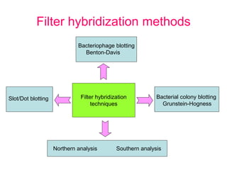 Filter hybridization
techniques
Filter hybridization methods
Bacteriophage blotting
Benton-Davis
Bacterial colony blotting
Grunstein-Hogness
Slot/Dot blotting
Northern analysis Southern analysis
 