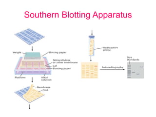 Southern Blotting Apparatus
 