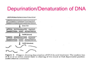 Depurination/Denaturation of DNA
 