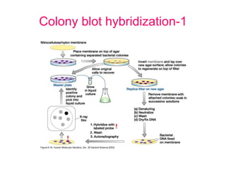Colony blot hybridization-1
 
