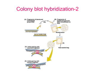 Colony blot hybridization-2
 