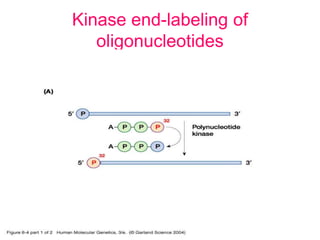 Kinase end-labeling of
oligonucleotides
 