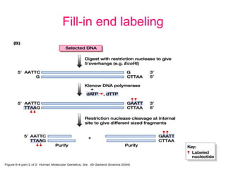 Fill-in end labeling
 