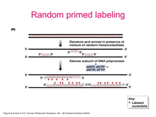 Random primed labeling
 