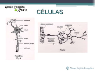 CÉLULAS
 