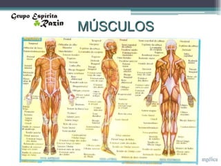 MÚSCULOS
 