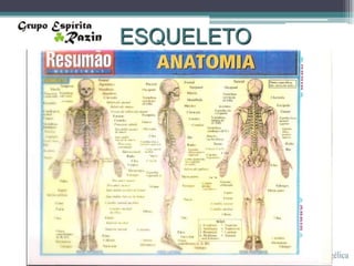 ESQUELETO
 