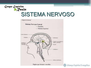 SISTEMA NERVOSO
 