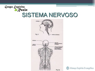 SISTEMA NERVOSO
 