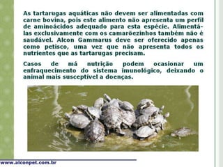 Alimentação de tartarugas