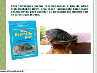 Alimentação de tartarugas