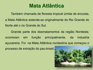 Mata Atlântica 
Também chamada de floresta tropical úmida de encosta, 
a Mata Atlântica estende-se originalmente do Rio Grande do 
Norte até o rio Grande do Sul. 
Grande parte dos desmatamentos da região Nordeste, 
ocorreram em função principalmente, da industria 
açucareira. Foi na Mata Atlântica nordestina que começou o 
processo de extração do pau-brasil. 
 
