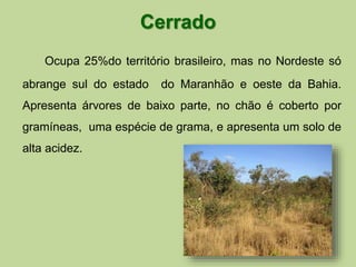 Cerrado 
Ocupa 25%do território brasileiro, mas no Nordeste só 
abrange sul do estado do Maranhão e oeste da Bahia. 
Apresenta árvores de baixo parte, no chão é coberto por 
gramíneas, uma espécie de grama, e apresenta um solo de 
alta acidez. 
 