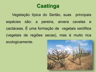 Caatinga 
Vegetação típica do Sertão, suas principais 
espécies são: a pereira, aroera cavelas e 
cactáceas. É uma formação de vegetais xerófitos 
(vegetais de regiões secas), mas é muito rica 
ecologicamente. 
 