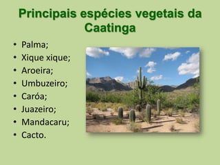 Principais espécies vegetais da 
Caatinga 
• Palma; 
• Xique xique; 
• Aroeira; 
• Umbuzeiro; 
• Caróa; 
• Juazeiro; 
• Mandacaru; 
• Cacto. 
 
