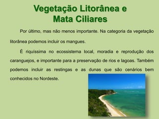 Vegetação Litorânea e 
Mata Ciliares 
Por último, mas não menos importante. Na categoria da vegetação 
litorânea podemos incluir os mangues. 
É riquíssima no ecossistema local, moradia e reprodução dos 
caranguejos, e importante para a preservação de rios e lagoas. Também 
podemos incluir as restingas e as dunas que são cenários bem 
conhecidos no Nordeste. 
 