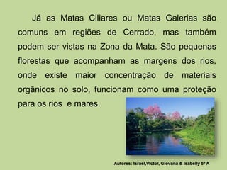 Já as Matas Ciliares ou Matas Galerias são 
comuns em regiões de Cerrado, mas também 
podem ser vistas na Zona da Mata. São pequenas 
florestas que acompanham as margens dos rios, 
onde existe maior concentração de materiais 
orgânicos no solo, funcionam como uma proteção 
para os rios e mares. 
Autores: Israel,Victor, Giovana & Isabelly 5º A 
 