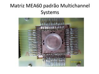 Matriz MEA60 padrão Multichannel
Systems

 