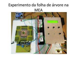 Experimento da folha de árvore na
MEA

 