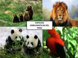 .
.
ESPECIES
EMBLEMATICAS DEL
PERU
 