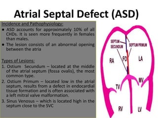 Atrial Septal Defect (ASD)
Incidence and Pathophysiology:
● ASD accounts for approximately 10% of all
CHDs. It is seen more frequently in females
than males.
● The lesion consists of an abnormal opening
between the atria
Types of Lesions:
1. Ostium Secundum – located at the middle
of the atrial septum (fossa ovalis), the most
common type.
2. Ostium Primum – located low in the atrial
septum, results from a defect in endocardial
tissue formation and is often associated with
a left mitral valve malformation.
3. Sinus Venosus – which is located high in the
septum close to the SVC
 