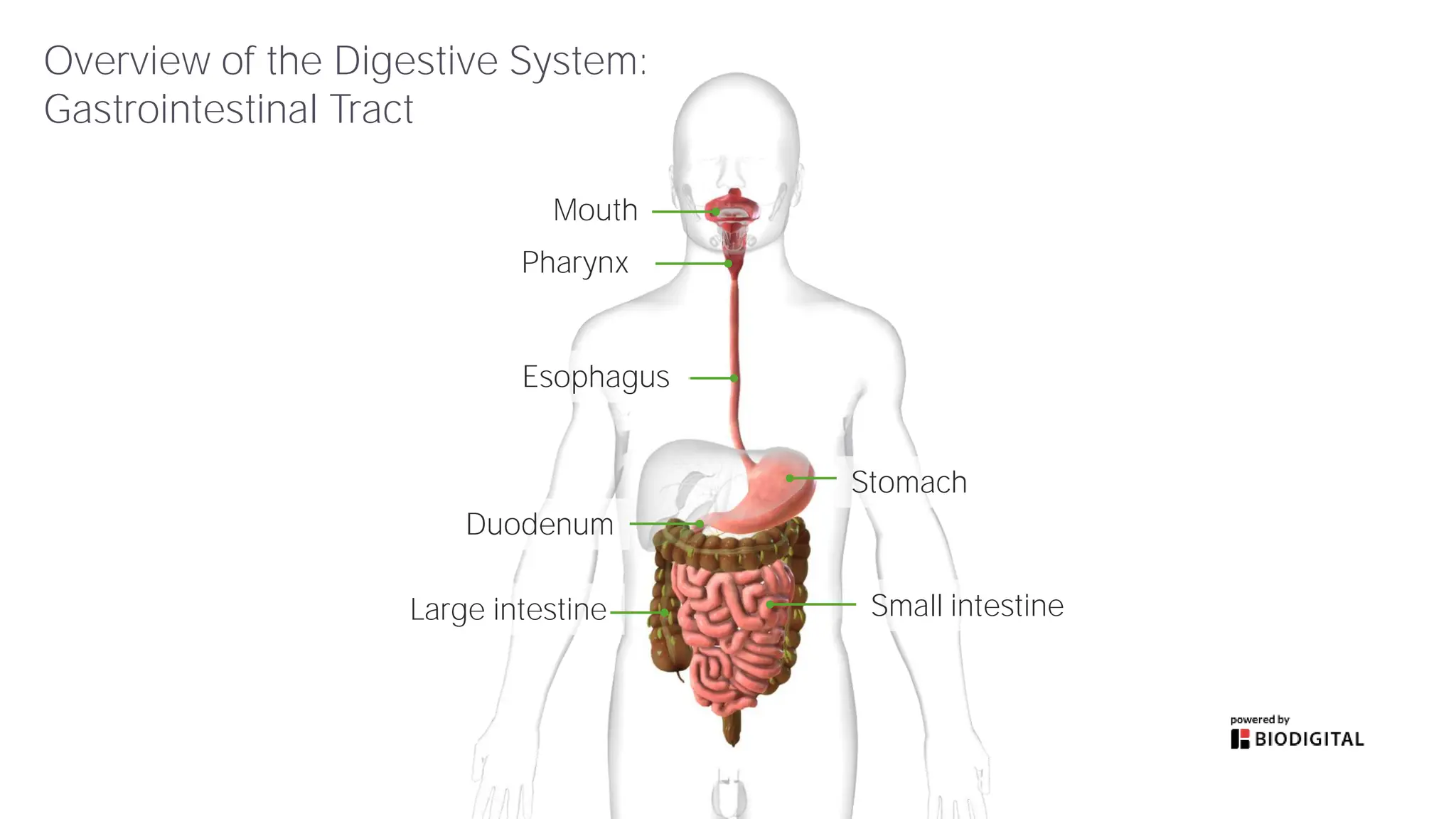 Slides_Anatomy_of_the_Digestive_System_Overview.pdf