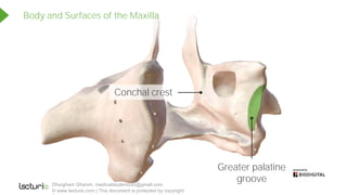 Slides_Anatomy_Skull.pdf