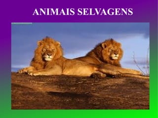 ANIMAIS SELVAGENS 