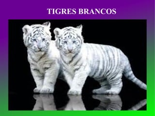 TIGRES BRANCOS 