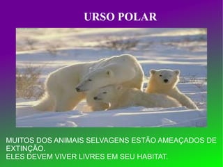 MUITOS DOS ANIMAIS SELVAGENS ESTÃO AMEAÇADOS DE  EXTINÇÃO.  ELES DEVEM VIVER LIVRES EM SEU HABITAT. URSO POLAR 