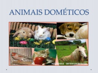 ANIMAIS DOMÉTICOS 
 