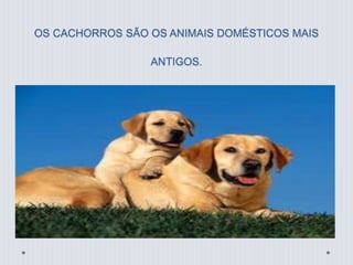 OS CACHORROS SÃO OS ANIMAIS DOMÉSTICOS MAIS 
ANTIGOS. 
 