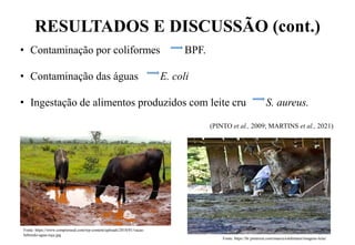 RESULTADOS E DISCUSSÃO (cont.)
• Contaminação por coliformes BPF.
• Contaminação das águas E. coli
• Ingestação de alimentos produzidos com leite cru S. aureus.
(PINTO et al., 2009; MARTINS et al., 2021)
Fonte: https://br.pinterest.com/mauriciolehmann/imagens-leite/
Fonte: https://www.comprerural.com/wp-content/uploads/2018/01/vacas-
bebendo-agua-suja.jpg
 