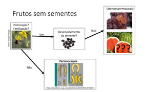 Frutos sem sementes
Polinização?
Fertilização?
Não
Fotos:
Google
image
Partenocarpia
Sim
Desenvolvimento
da semente?
Estenoespermocarpia
Não
???
https://academic.oup.com/jxb/article/69/5/955/4796817
 