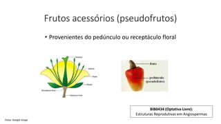 Frutos acessórios (pseudofrutos)
• Provenientes do pedúnculo ou receptáculo floral
Fotos: Google image
BIB0434 (Optativa Livre):
Estruturas Reprodutivas em Angiospermas
 