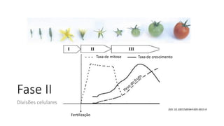 Fase II
Divisões celulares
Taxa de mitose
DOI: 10.1007/s00344-005-0015-0
Taxa de crescimento
Fertilização
 