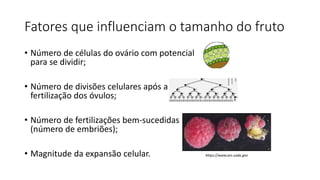 Fatores que influenciam o tamanho do fruto
• Número de células do ovário com potencial
para se dividir;
• Número de divisões celulares após a
fertilização dos óvulos;
• Número de fertilizações bem-sucedidas
(número de embriões);
• Magnitude da expansão celular. https://www.ars.usda.gov
 