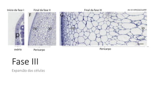 ...
Fase III
Expansão das células
ovário Pericarpo
doi:10.1093/jxb/erp094
Pericarpo
Final da fase II Final da fase III
Início da fase I
 